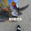 Birds cover