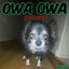 OWA OWA (Pudgy) cover