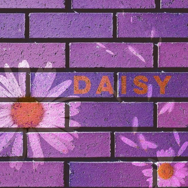 Daisy