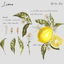 Lemon cover