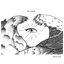 Sal eterna cover