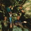 Born On The Bayou cover