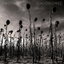 Opium cover