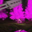 Desproges cover
