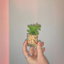 Plant-Sitting This Weekend cover
