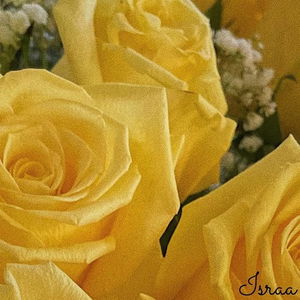 yellow roses