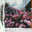Affection cover