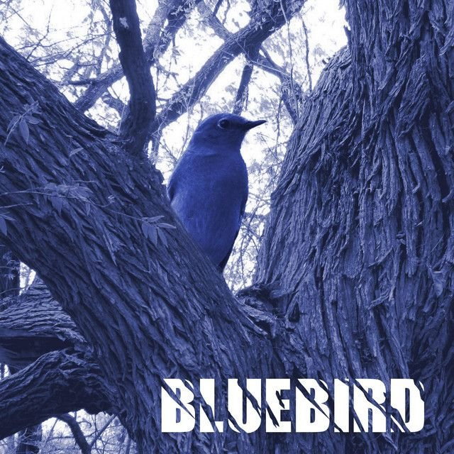 Blue Bird