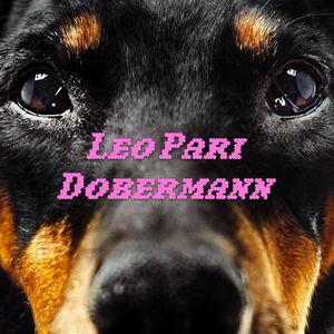 Dobermann