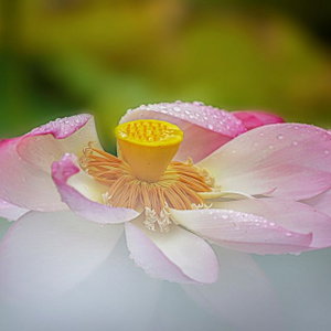Vu Lan Tưởng Nhớ