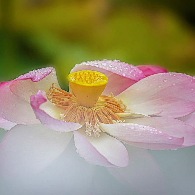 Vu Lan Tưởng Nhớ
