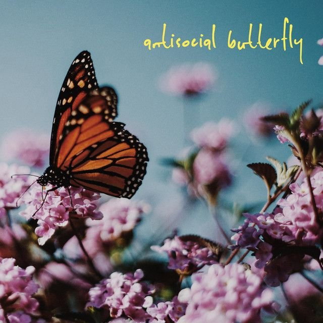 antisocial butterfly
