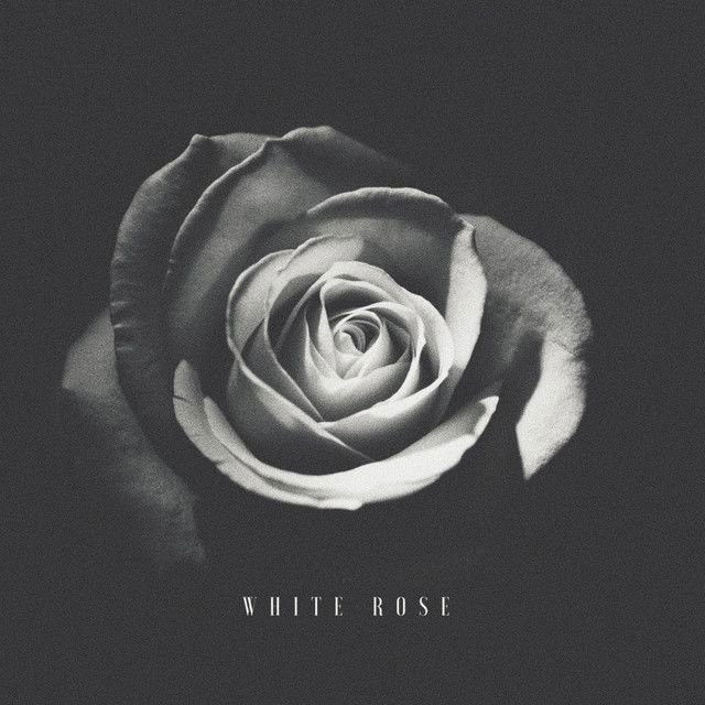 White Rose