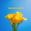 Hopeless Romantic cover