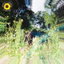 Sunflower cover