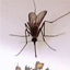 Zanzare cover