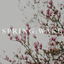 Spring: Wake cover