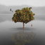 Peach Tree cover