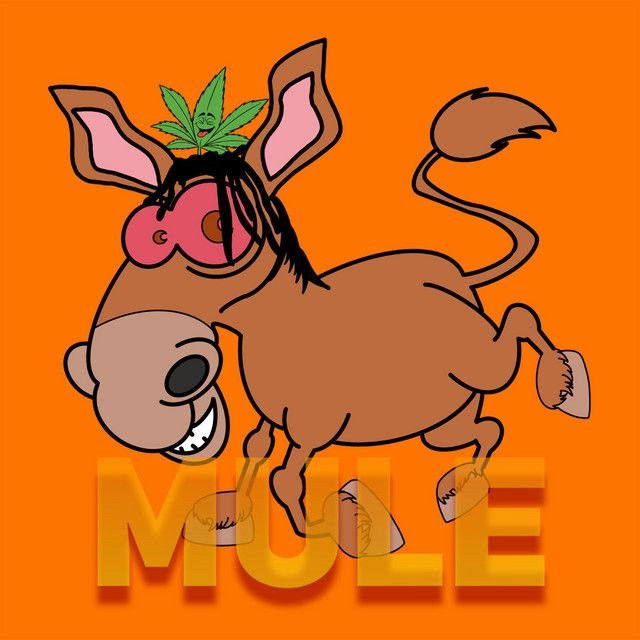 Mule