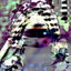 DISSENTIENT cover